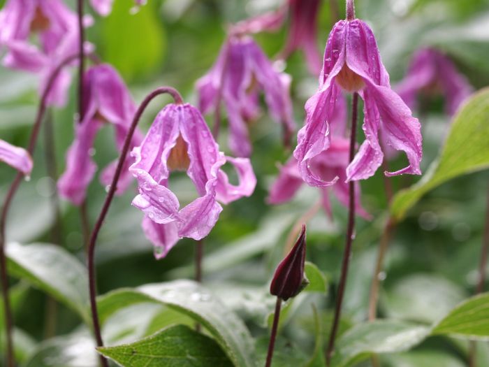 Clematis integrifolia 'Rosea'